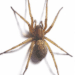 hobo spider