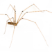 Are Daddy Long Legs the Most Poisonous Spider in the World - pholcid house spider or cellar spider