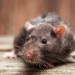 How to Keep Rats Out of My Attic - brown rat on wood plank