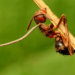 What are zombie ants? Photo credit: Katja Schulz / Flickr https://www.flickr.com/photos/treegrow/29867355174/in/photolist-swe1Eu-hnxMQY-dsinf4-mCtuwz-MvgZQu-Mvh1kh-Mvh18y