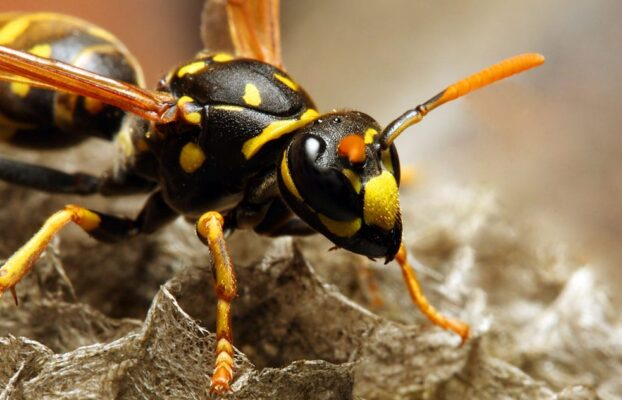 7 Signs of a Wasp Infestation