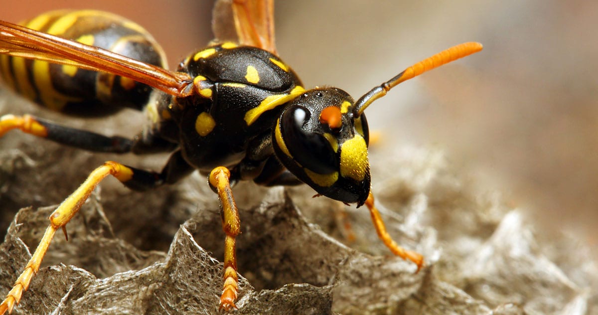 7 Signs of a Wasp Infestation