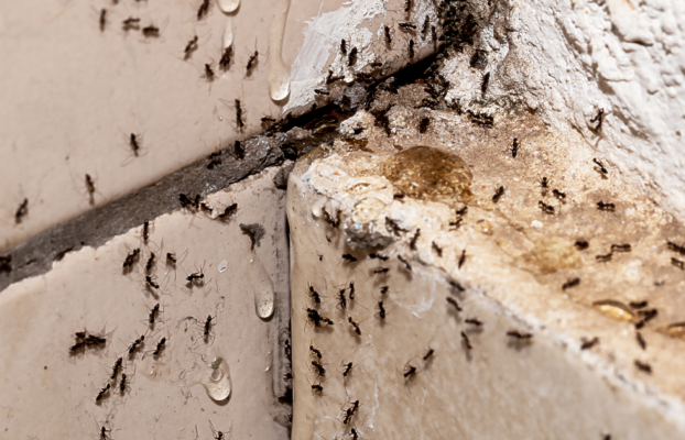 Top 5 House Bugs to Look Out for in Western Washington