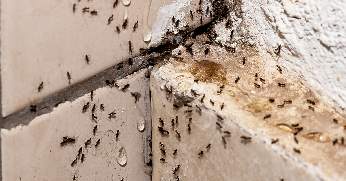 Top 5 House Bugs to Look Out for in Western Washington