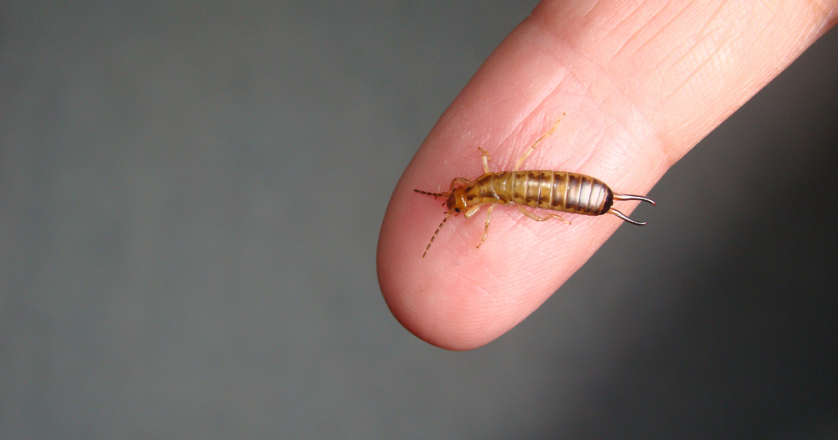 Do Earwigs Actually Crawl in Your Ears?