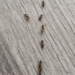 Why Do Ants Invade Homes? line of black ants on wood floor inside home