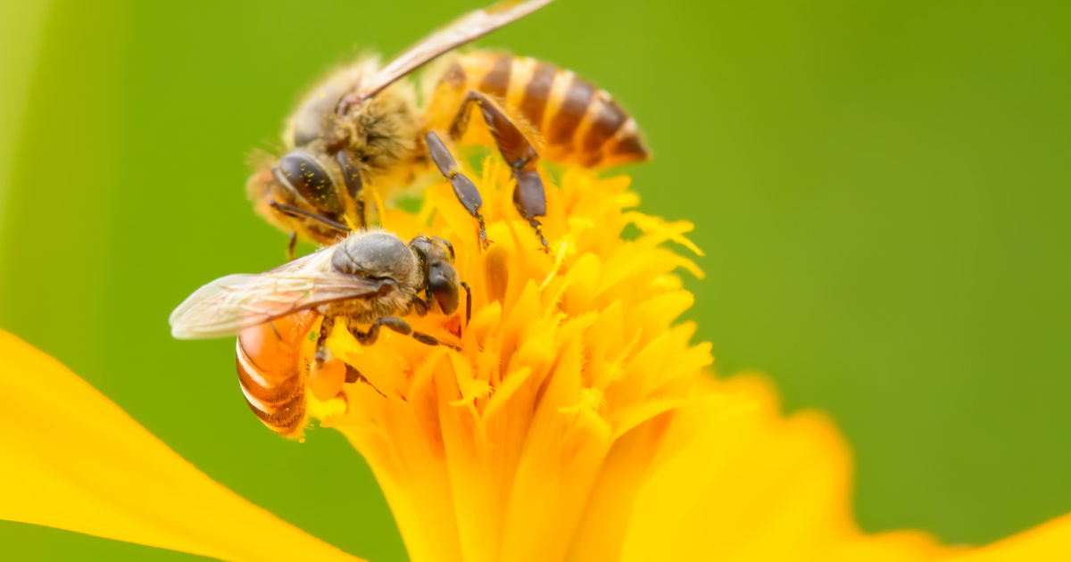 Beyond the Buzz: Fact-Checking the Most Common Beliefs About Bees - closeup of 2 bees on a yellow flower