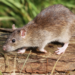 Rodent Season is Here: 5 Ways to Make Your Home Ready - closeup of Norway Rat on wood debris outside