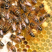 What to Do if You Find a Beehive - closeup of worker bees on honeycomb