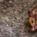 How to Get Rid of Rats and Mice Safely - closeup of brown rat on ground