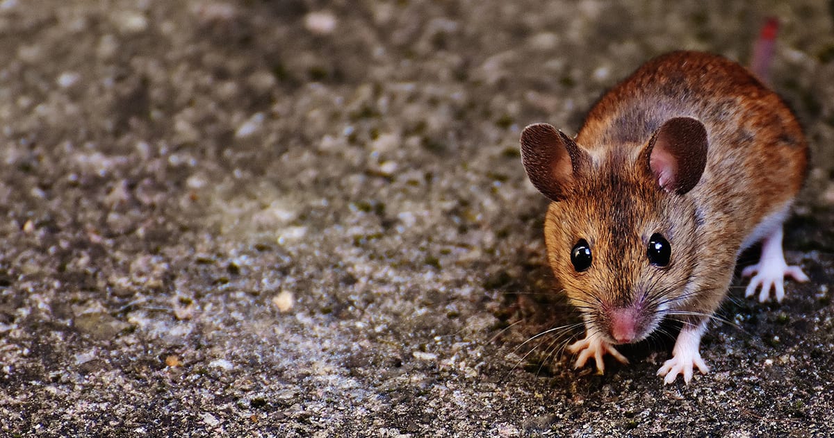 How to Get Rid of Rats and Mice Safely